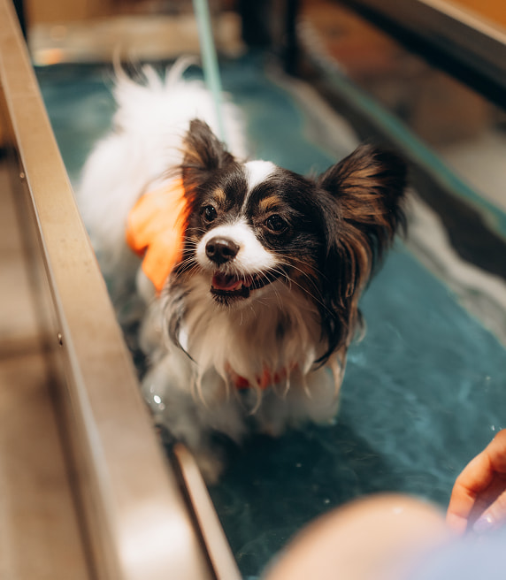 Underwater Treadmill Pass